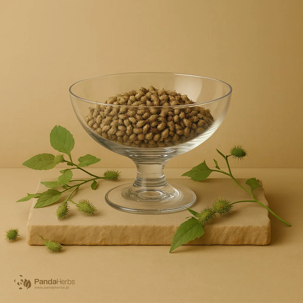 Rzepień pospolity, owoc - CANG ER ZI - Fructus Xanthii