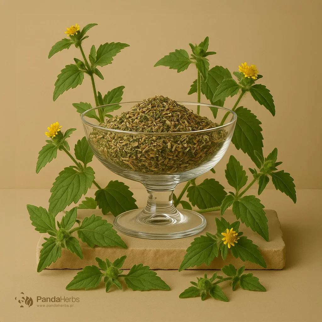 Ziegesbekia włochata, ziele - XI XIAN CAO - Herba Siegesbeckiae