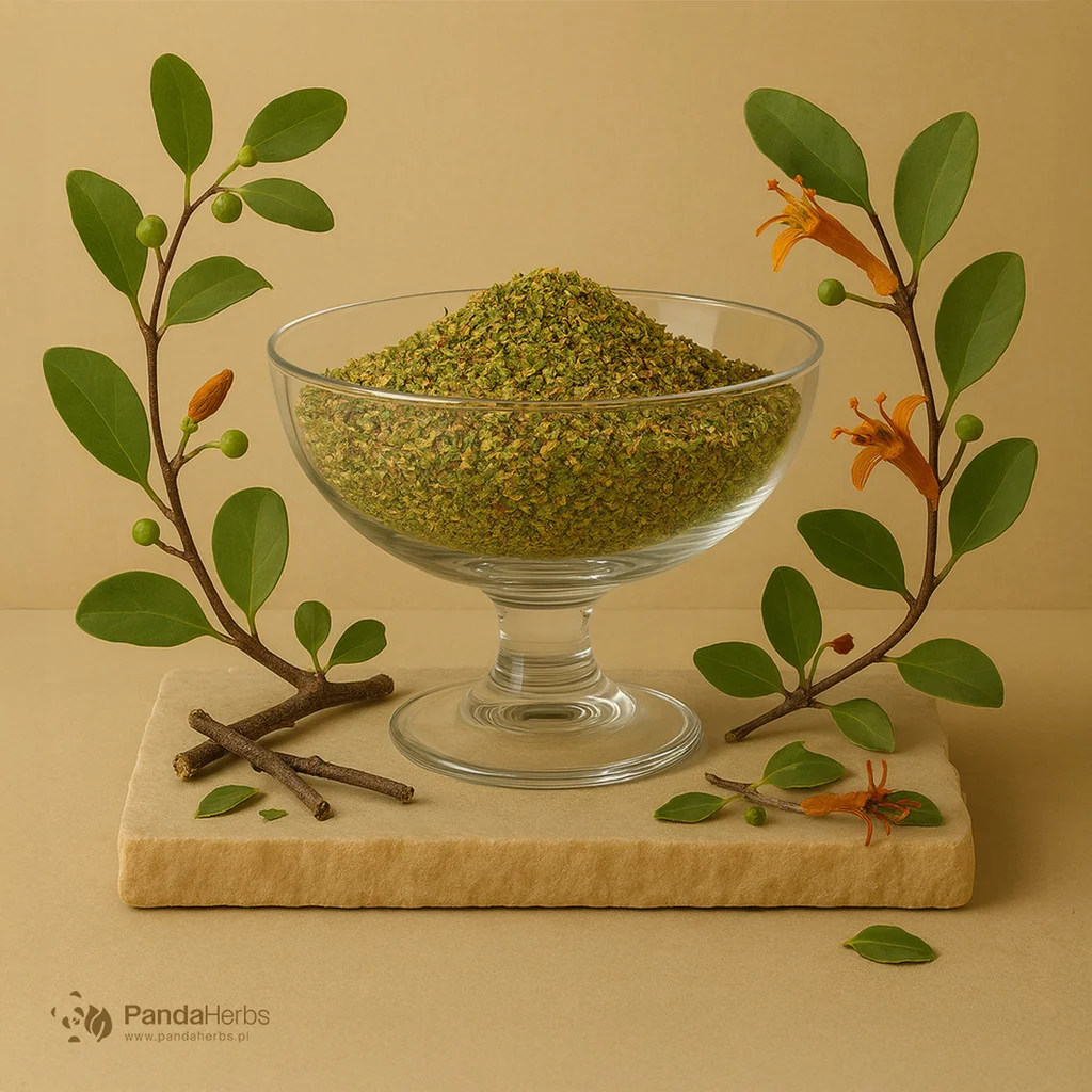 Gęzownik chiński, ziele - SANG JI SHENG - Herba Taxilli / Ramulus Loranthi